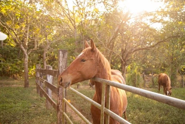 _MG_2943 Medium.jpeg