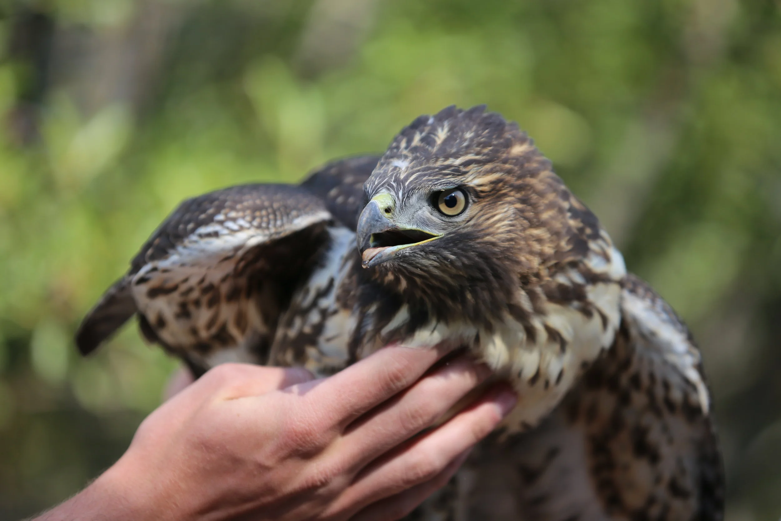 Meet our Guests: Janet Millard