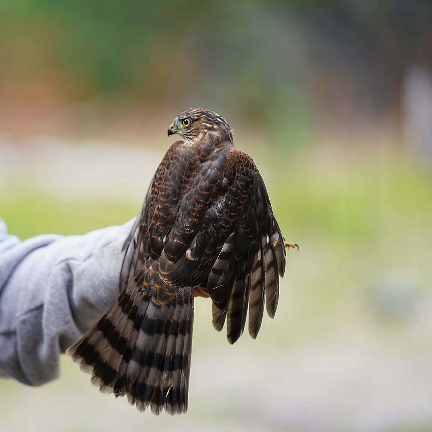 What a day! We drove up into some elevation to see the Chelan Ridge Raptor Migration Project site. After a beautiful hike to an observation point offering massive, 360&deg; views, Westies spoke with raptor experts while scanning the skies for migrati