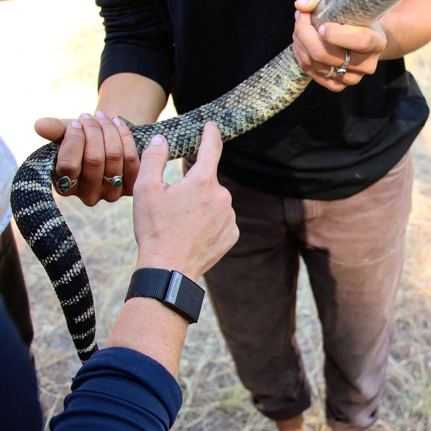 Our ecology tour of the Methow continued with a hands-on lesson about rattlesnakes! John Rohrer, biologist and snake enthusiast brought us male and female rattlesnakes to see up close. 

Did you know that they add segments to their rattle every time 