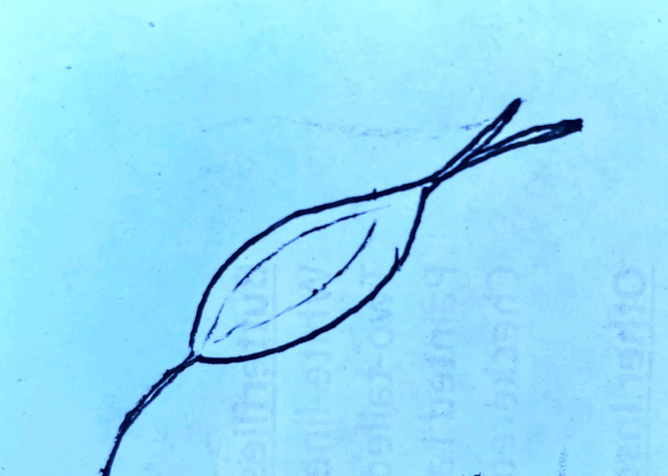 Indian rice grass bad drawings (1)-3.png