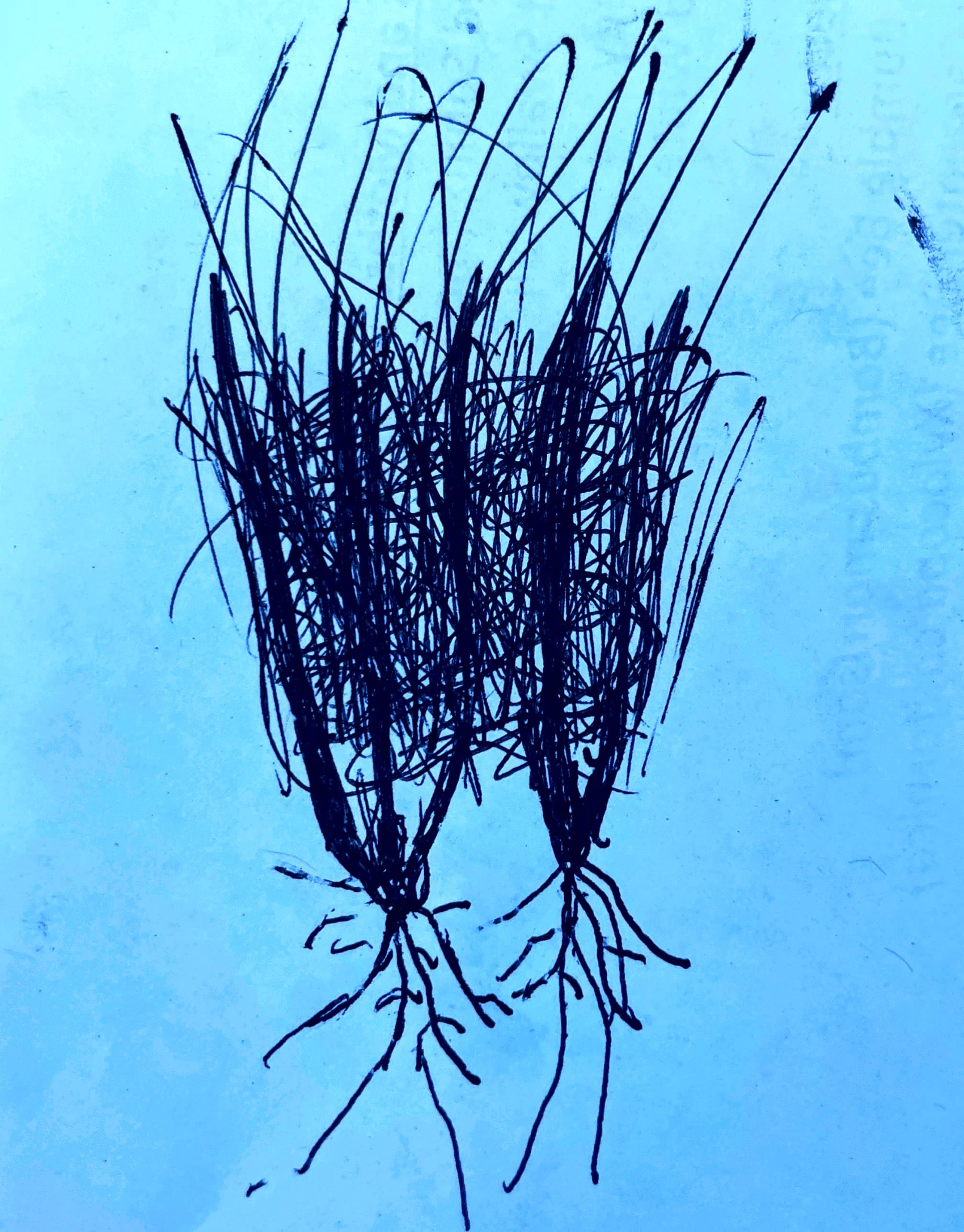 Indian rice grass bad drawings (1)-2.png