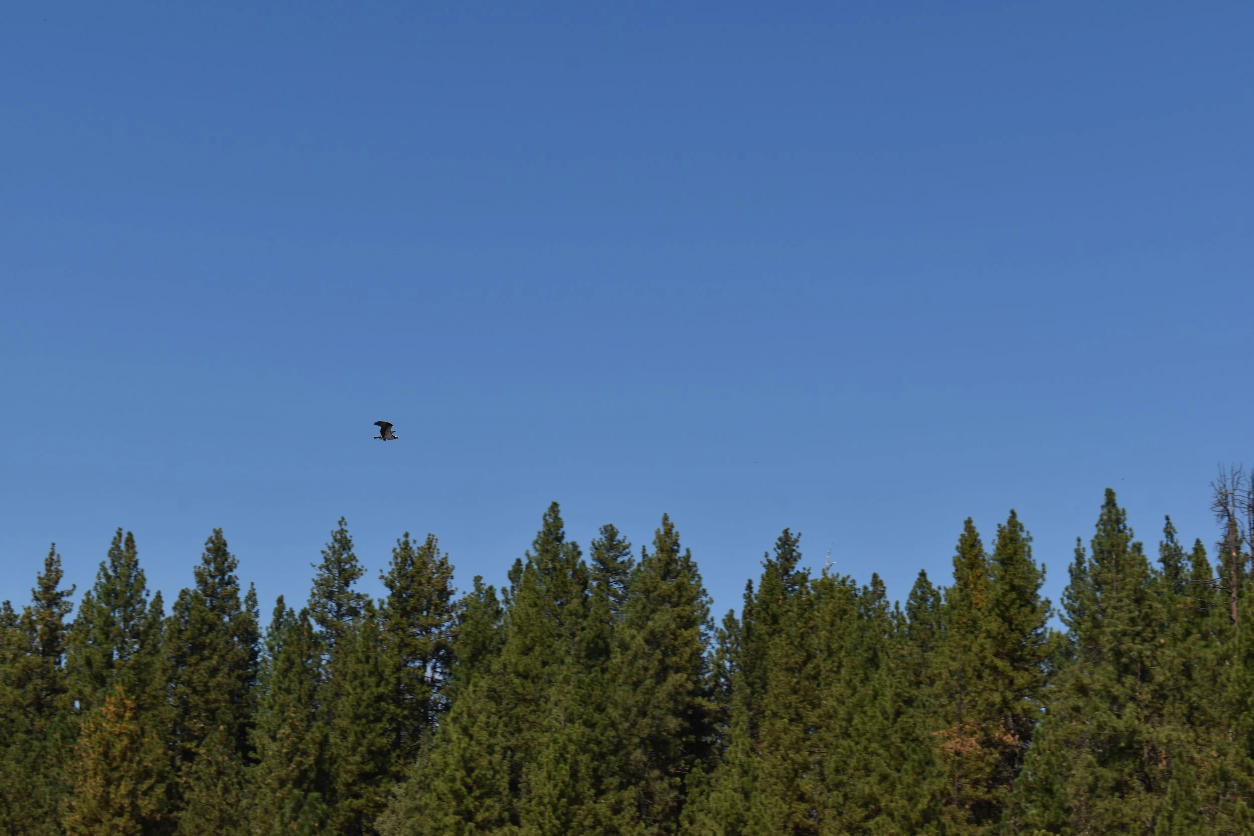 DSC_0099.JPG