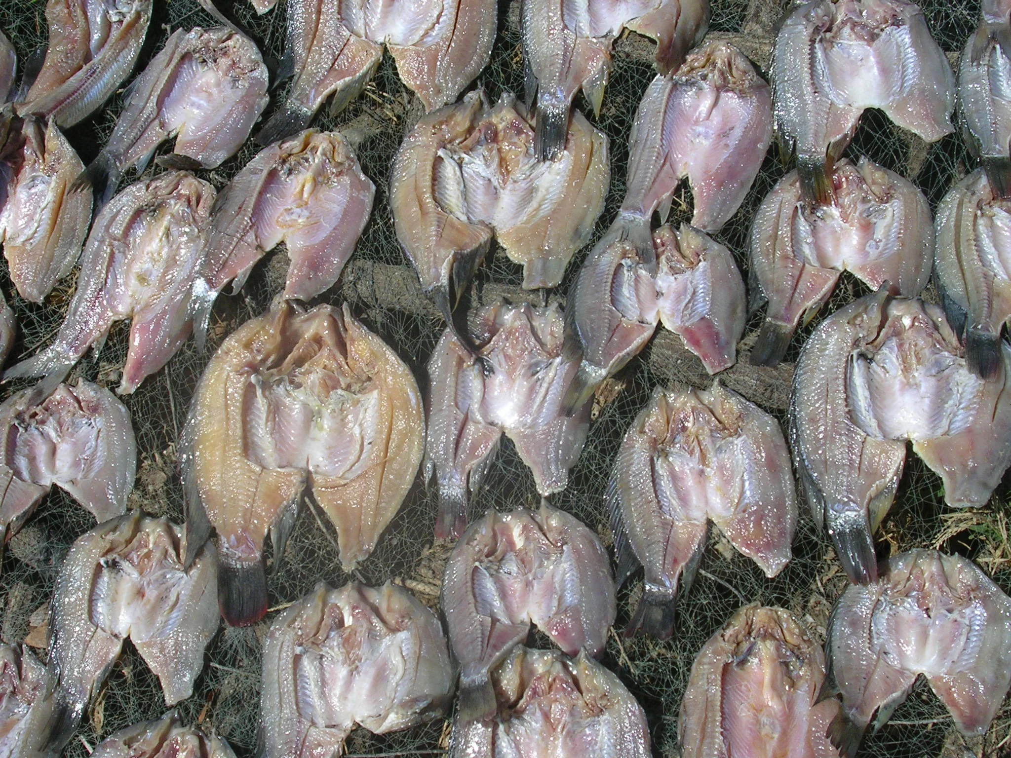 Freshly caught fish from the dam were cleaned and dried in the sun.