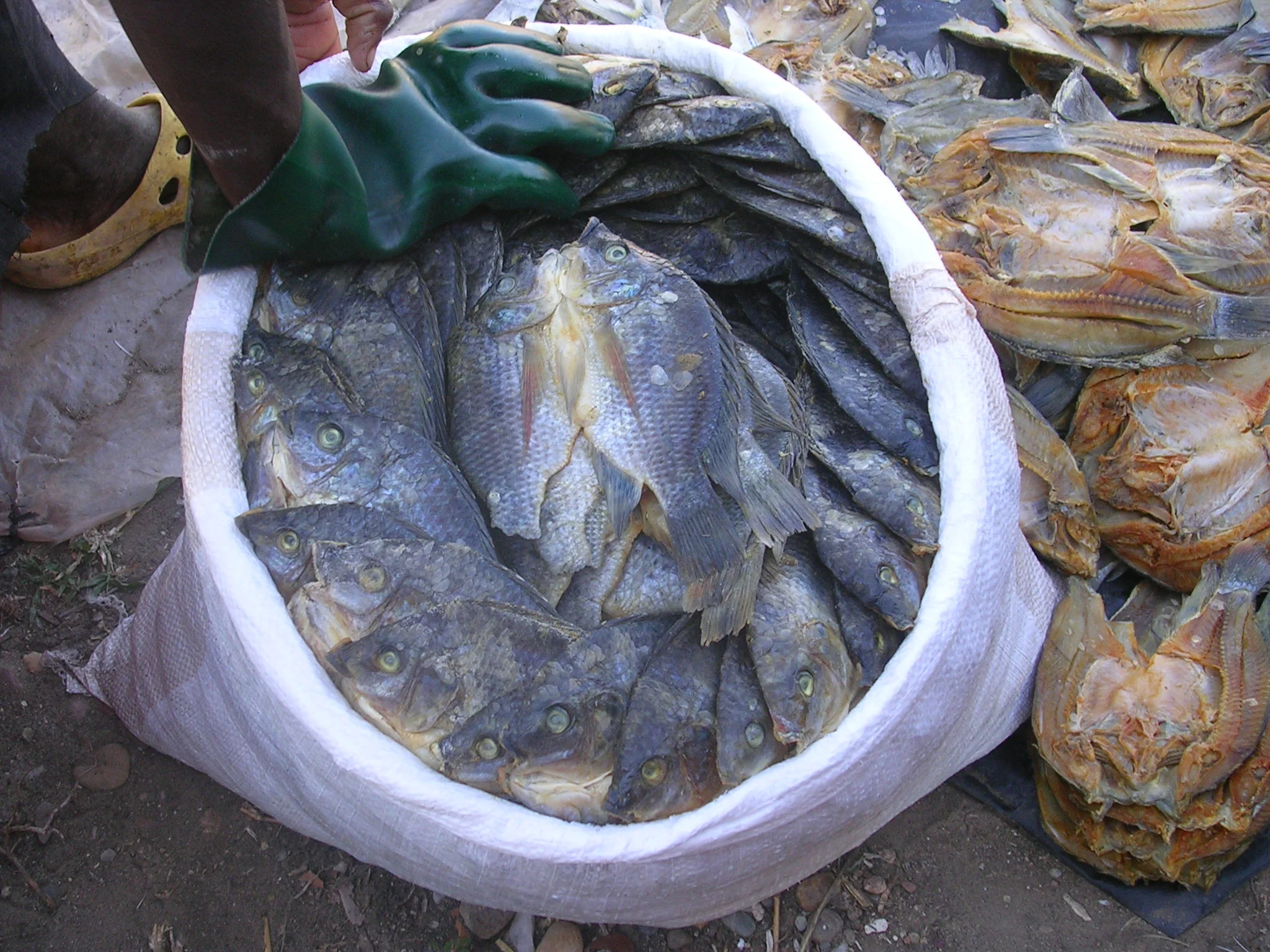 Packed into boxes or bags the fish is sold in Massingir or transported to Maputo where it is highly appreciated. 