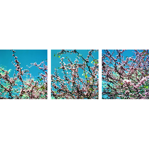  Cherry Blossom Series 