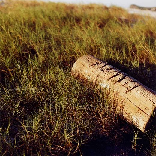 Log