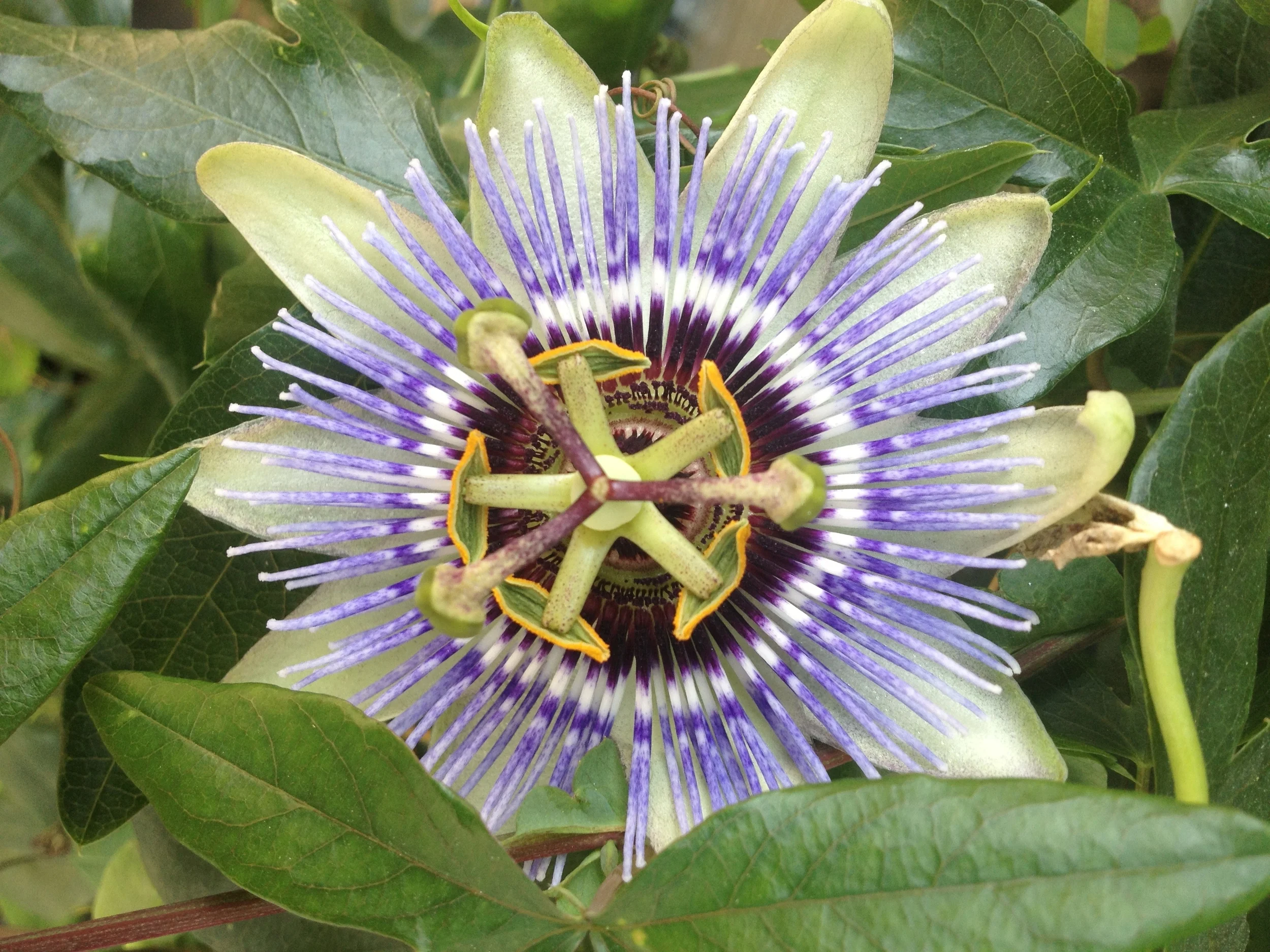 Thanksgiving Address: Greetings to the Natural World