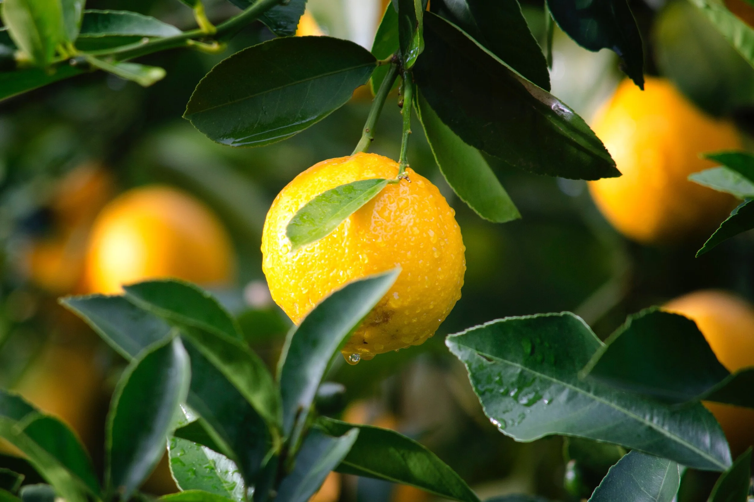 citrus-close-up-crop-129574.jpg