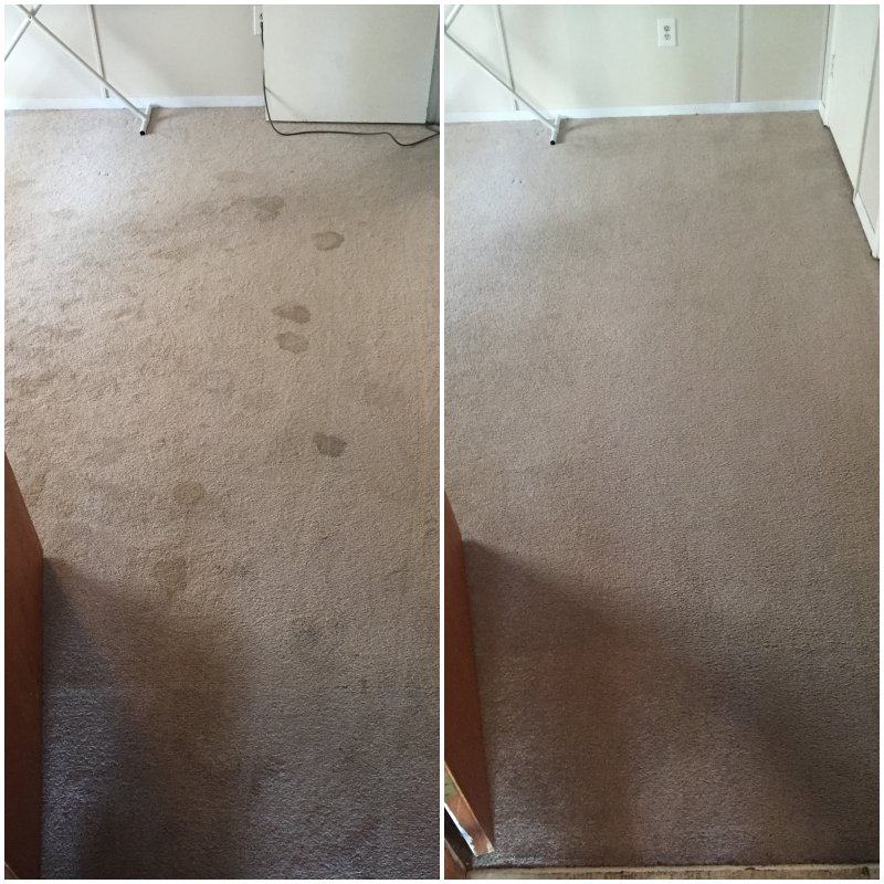 Pet stain and pet odor removal from carpet — SnoKing Carpet