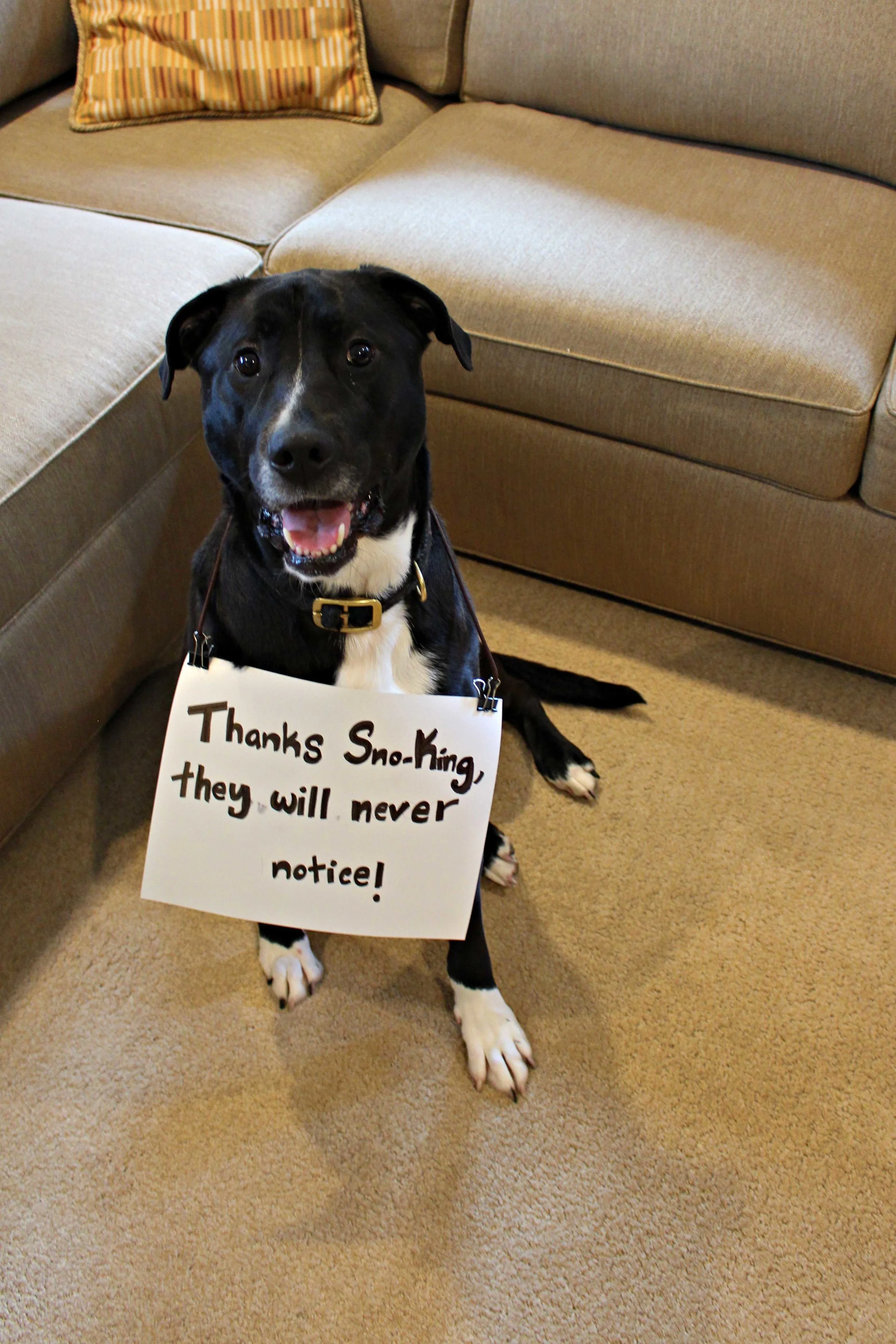 Pet Stain Remover Seattle Pet Stain & Odor Removal Seattle, WA