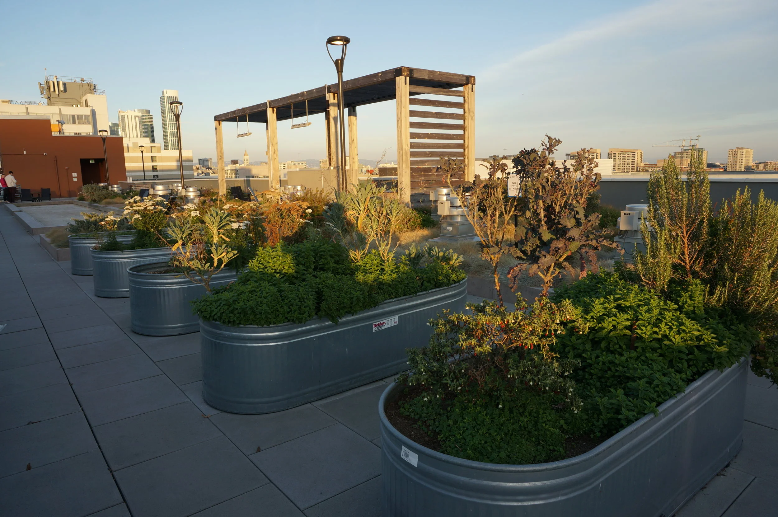 Growing your own food on a city residential roof in  San Fransisco .