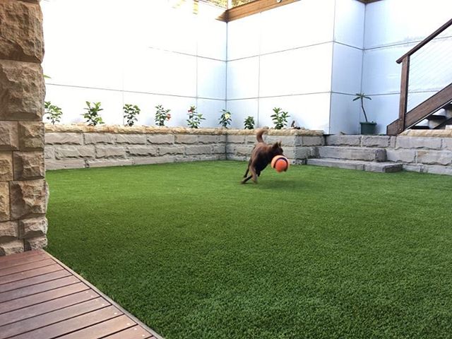 #greenlook77 
#synthetic grass 
#dogs
#Royal grass