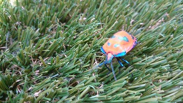 #greenlook77 
#beetle synthetic grass