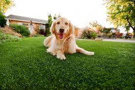 #dog-synthetic-grass#green-look