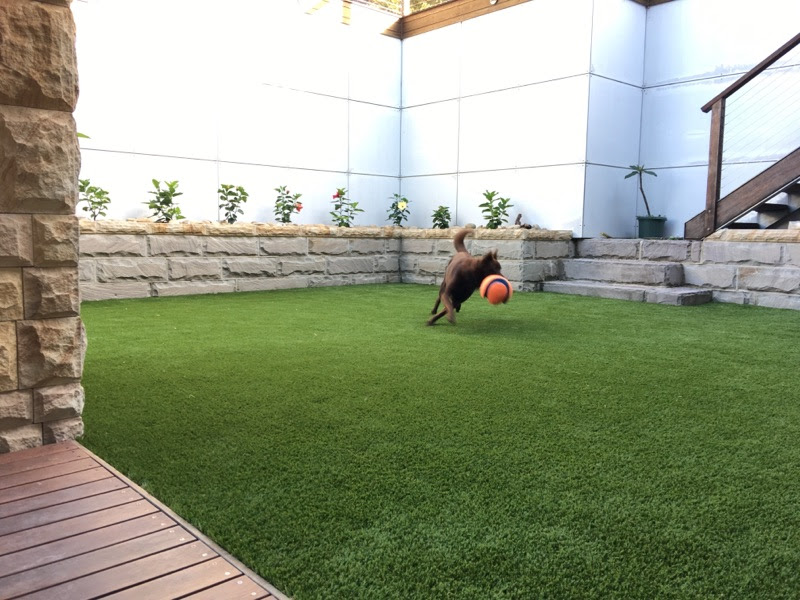 #dogs+synthetic+grass#backyard#synthetic+grass#fake+grass#.jpg