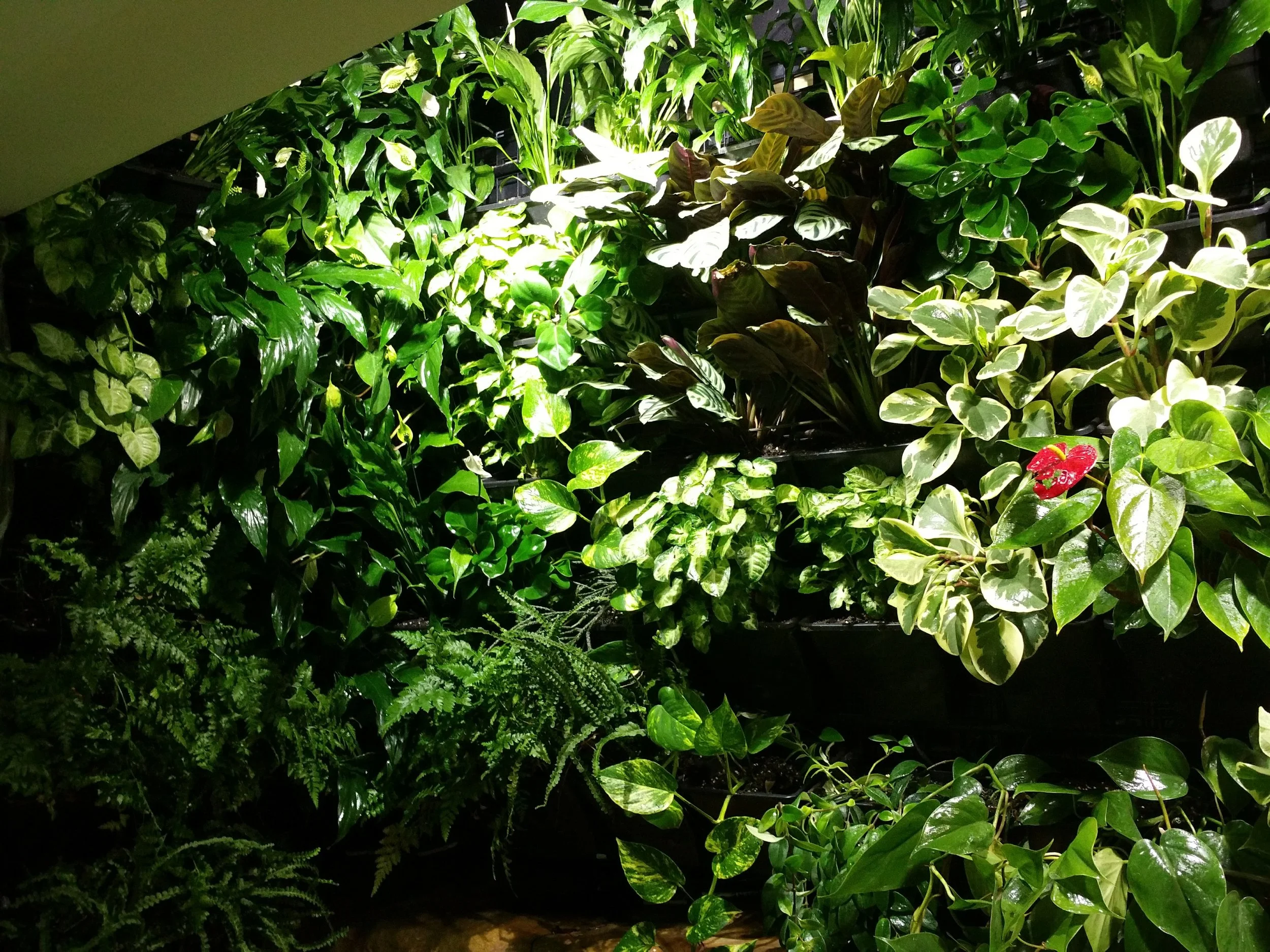 Correct plant species is very important for healthy growth.