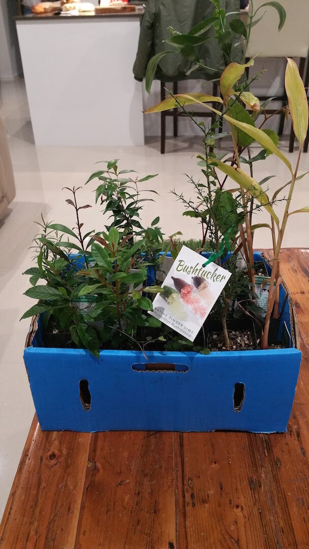 Bush tucker plants ready for the green roof planting.jpg