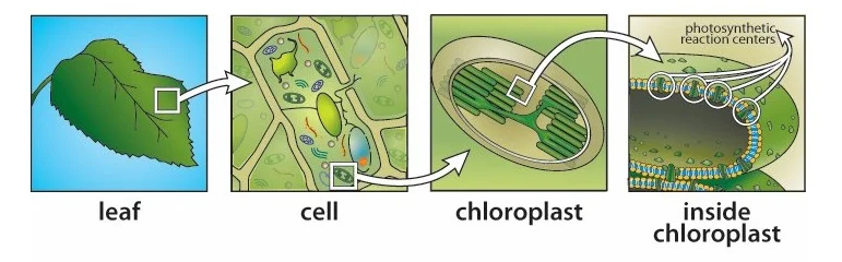 photosynthesis.jpg