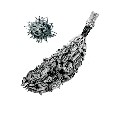 A_seeds.jpg