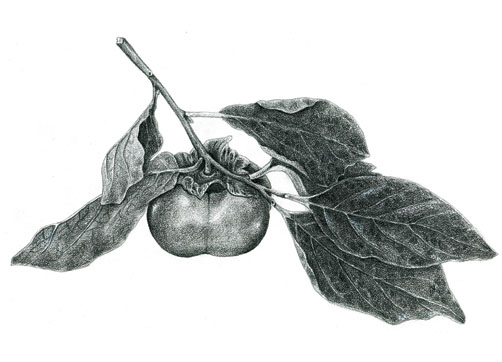 A_persimmon.jpg