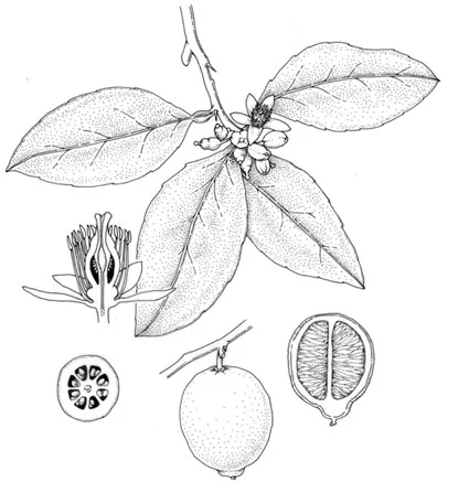 A_lime.jpg