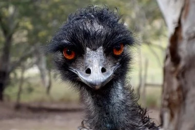 bonorong.jpg