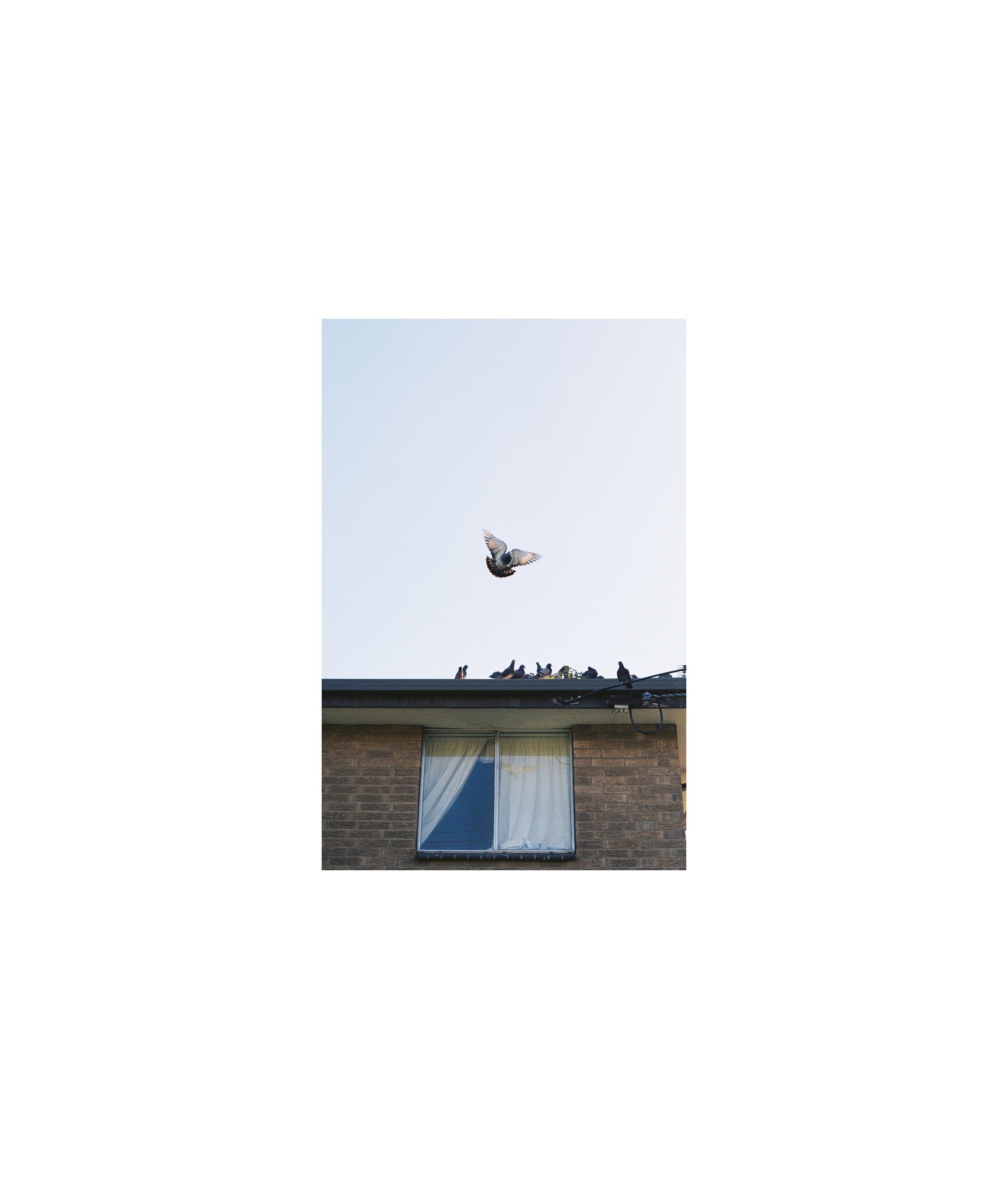 Birdjpg.jpg