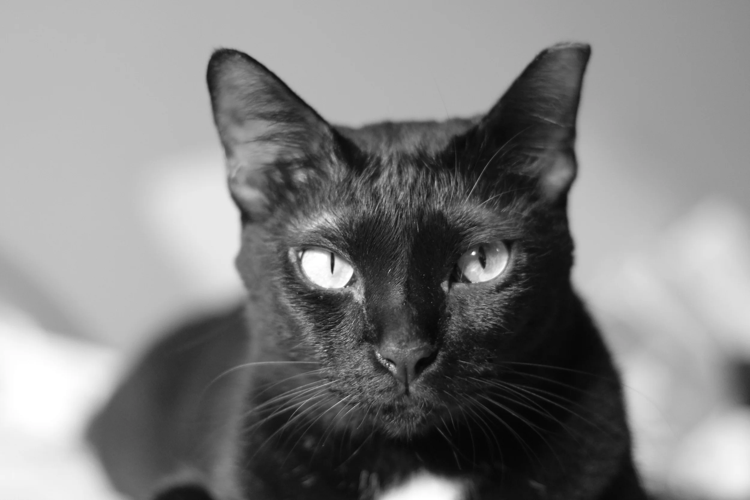 cats-25.jpg