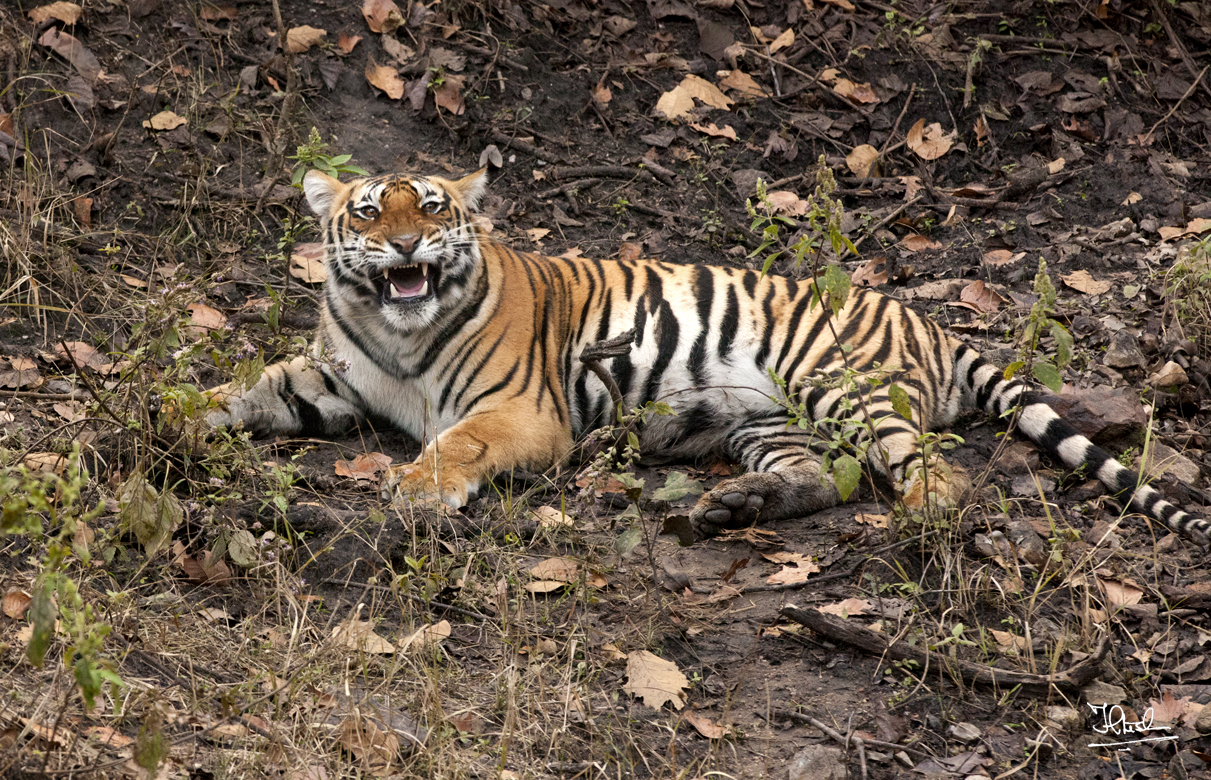 tiger - kanha.jpg