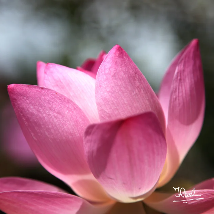 lotus .jpg