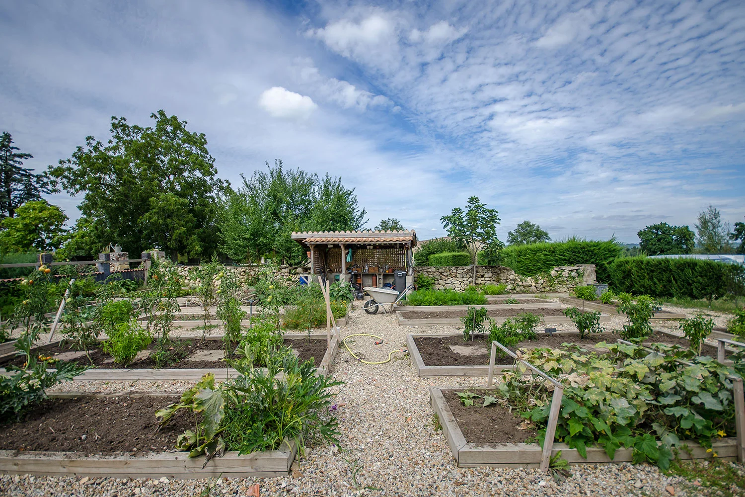 Vegetable-garden.jpg