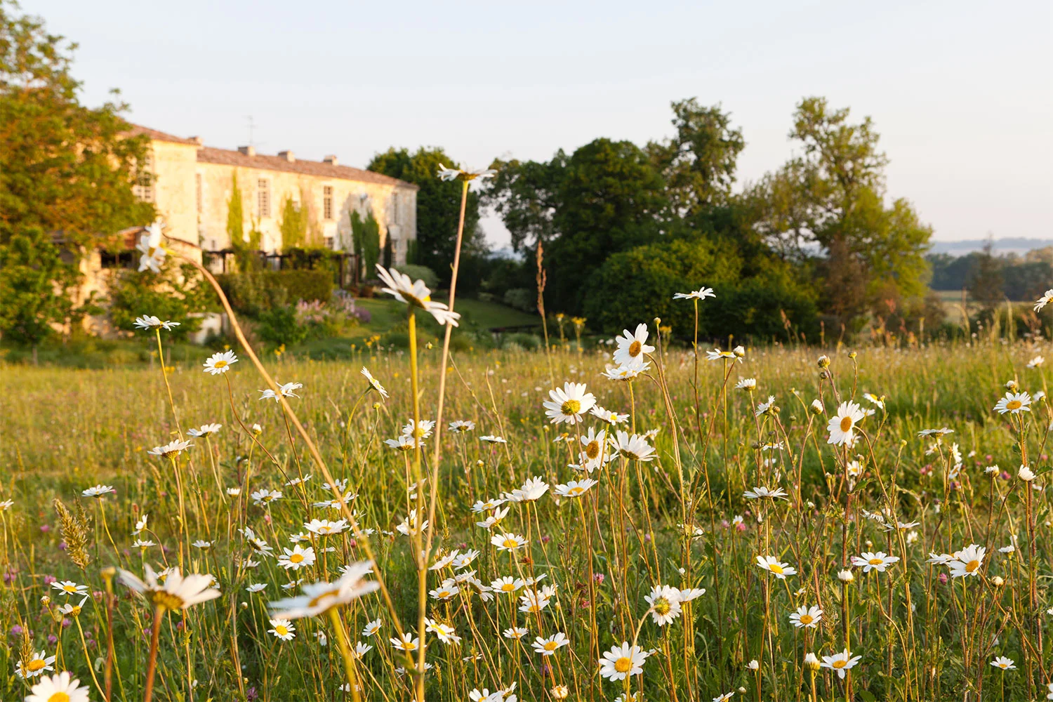 Wild-flowers-1.jpg