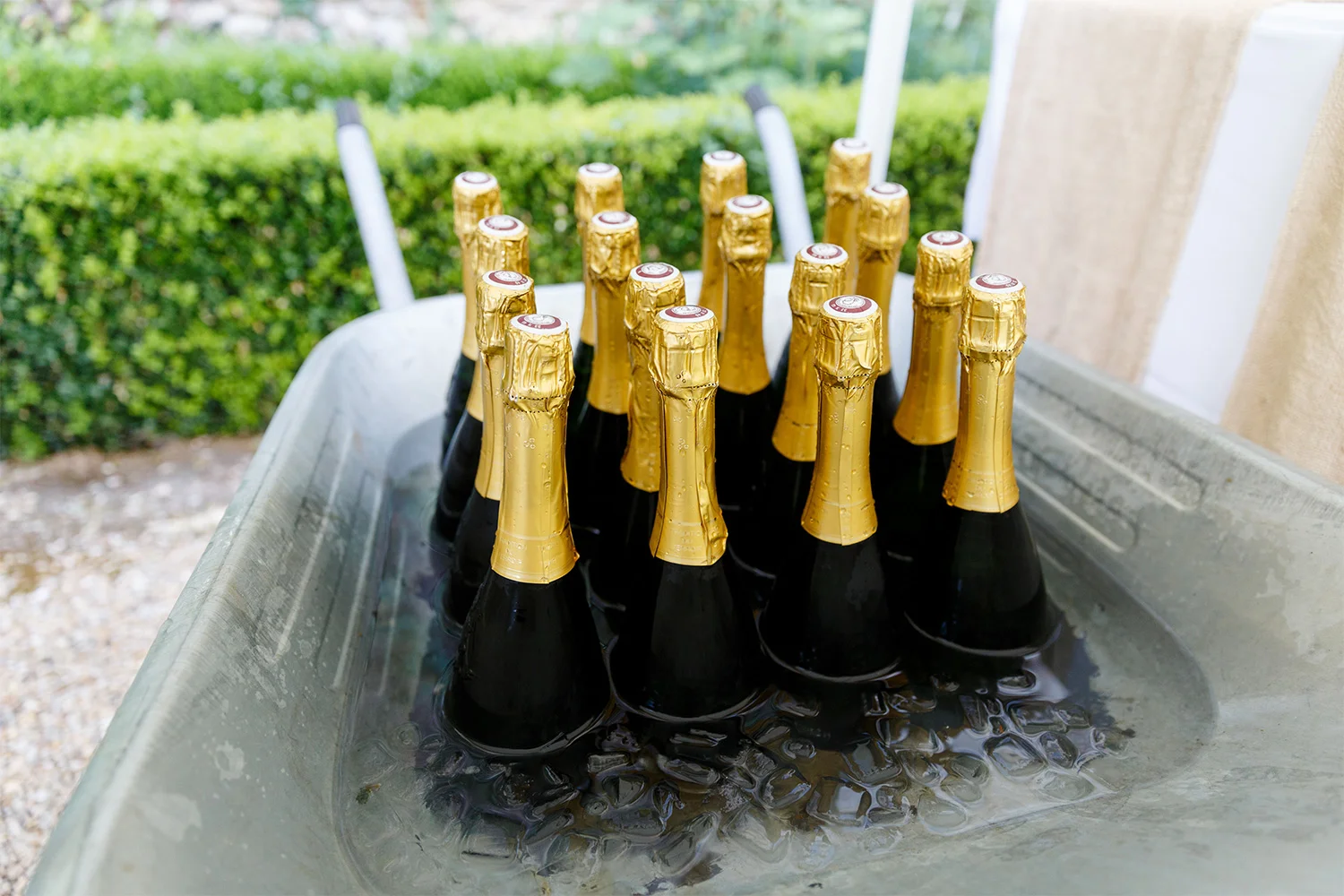 Fizz-in-wheelbarrow.jpg