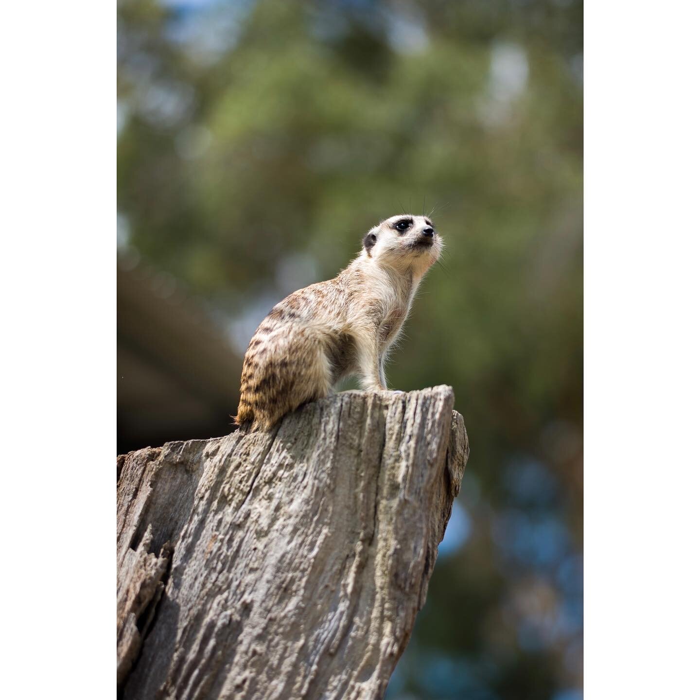 Meerkat
#leicam10 #summicron90