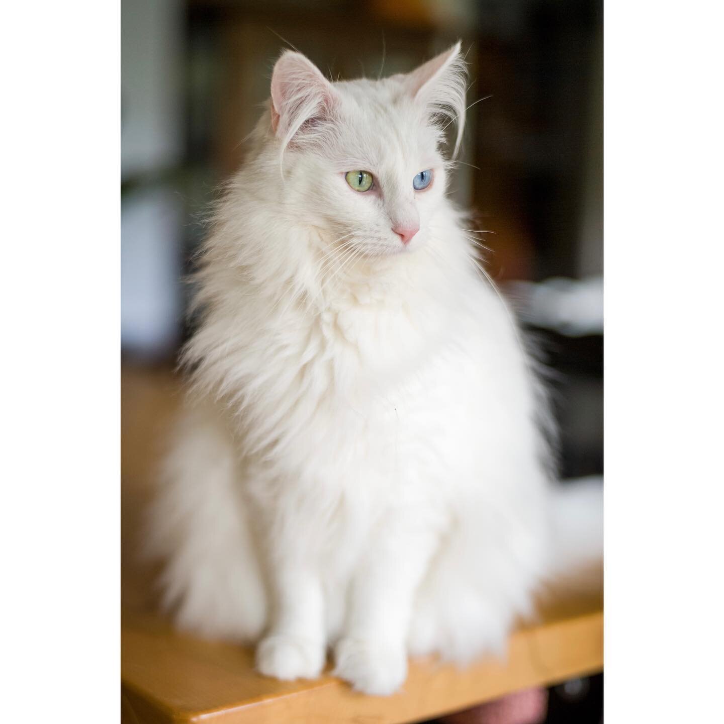 Turkish Angora &ldquo;Simon&rdquo;
#leicam10 #summilux50 #catsofinsta