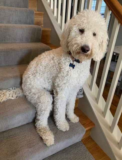 sitting pup.jpg