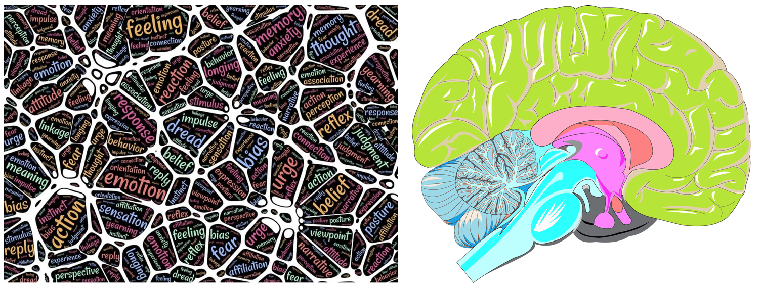 Sensory stimuli trigger affective responses in the brain. Images from Pixabay