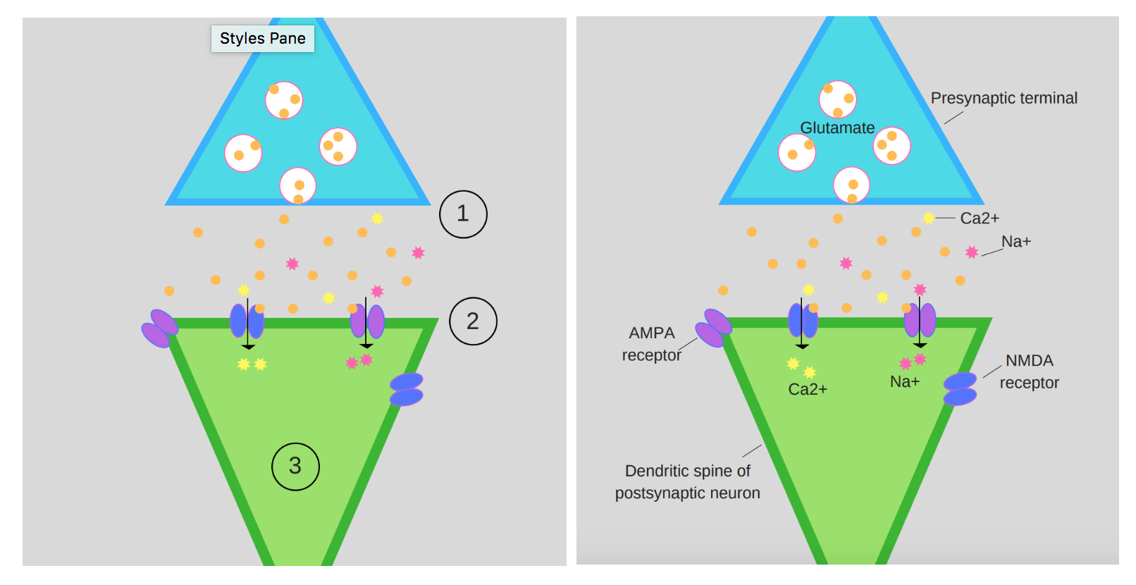 The first diagram numbers the stages and describes them in text (not shown) below the image. The second diagram labels all the components of the long-term potentiation process and diagrams their movement. The second diagram better connects the graphic and the text, which helps learners to organize the information.