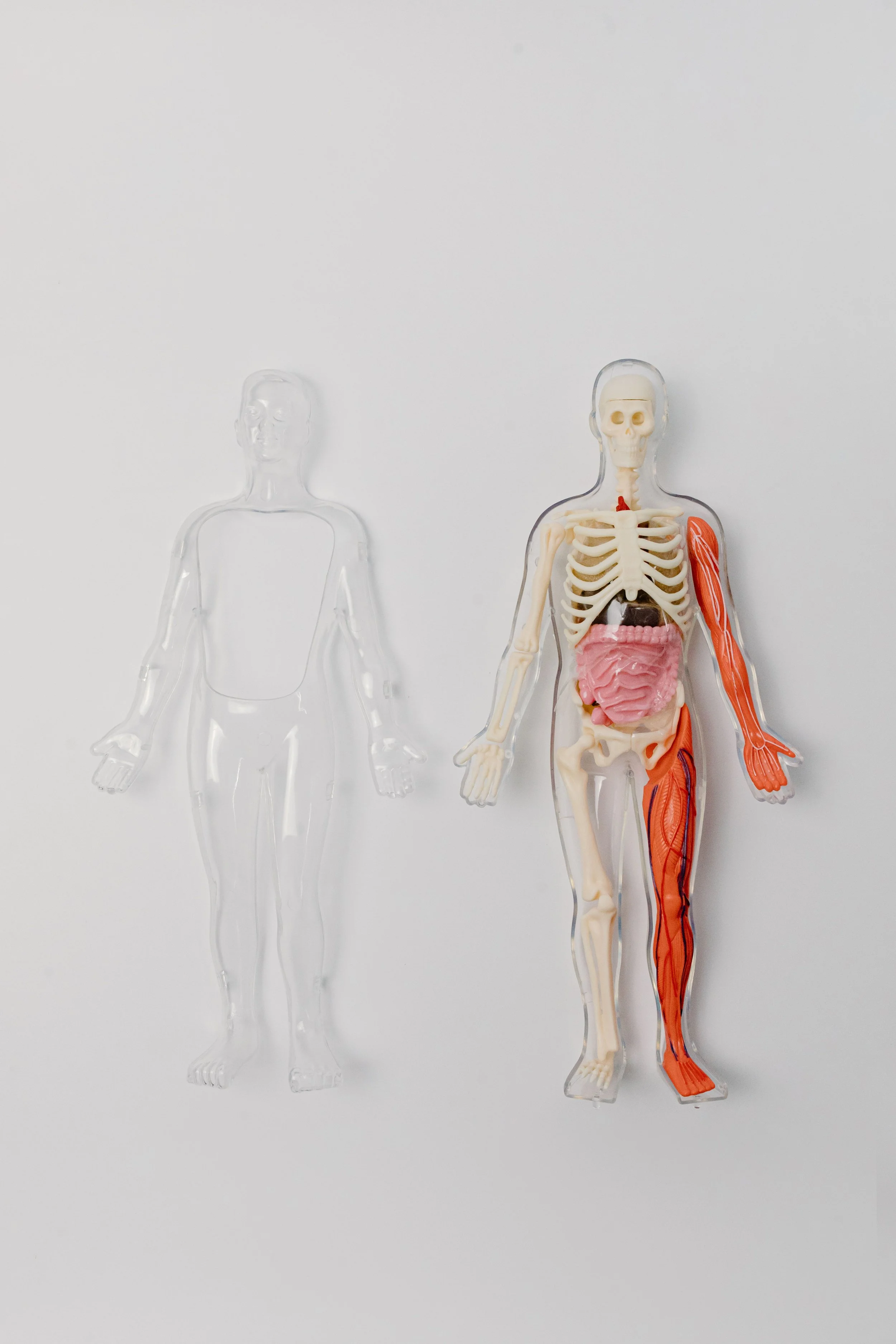 Anatomy of Medical School