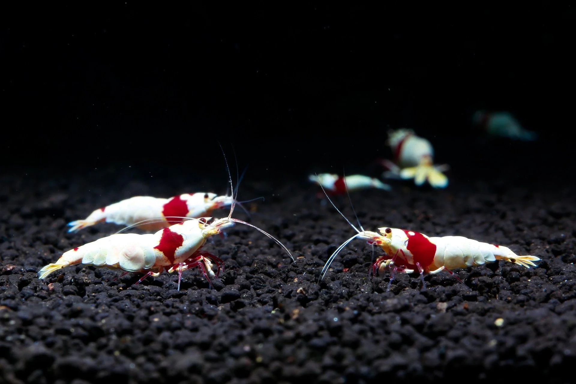 White and red shrimp walking under water