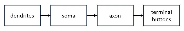 Notetaking Formats — The Learning Scientists