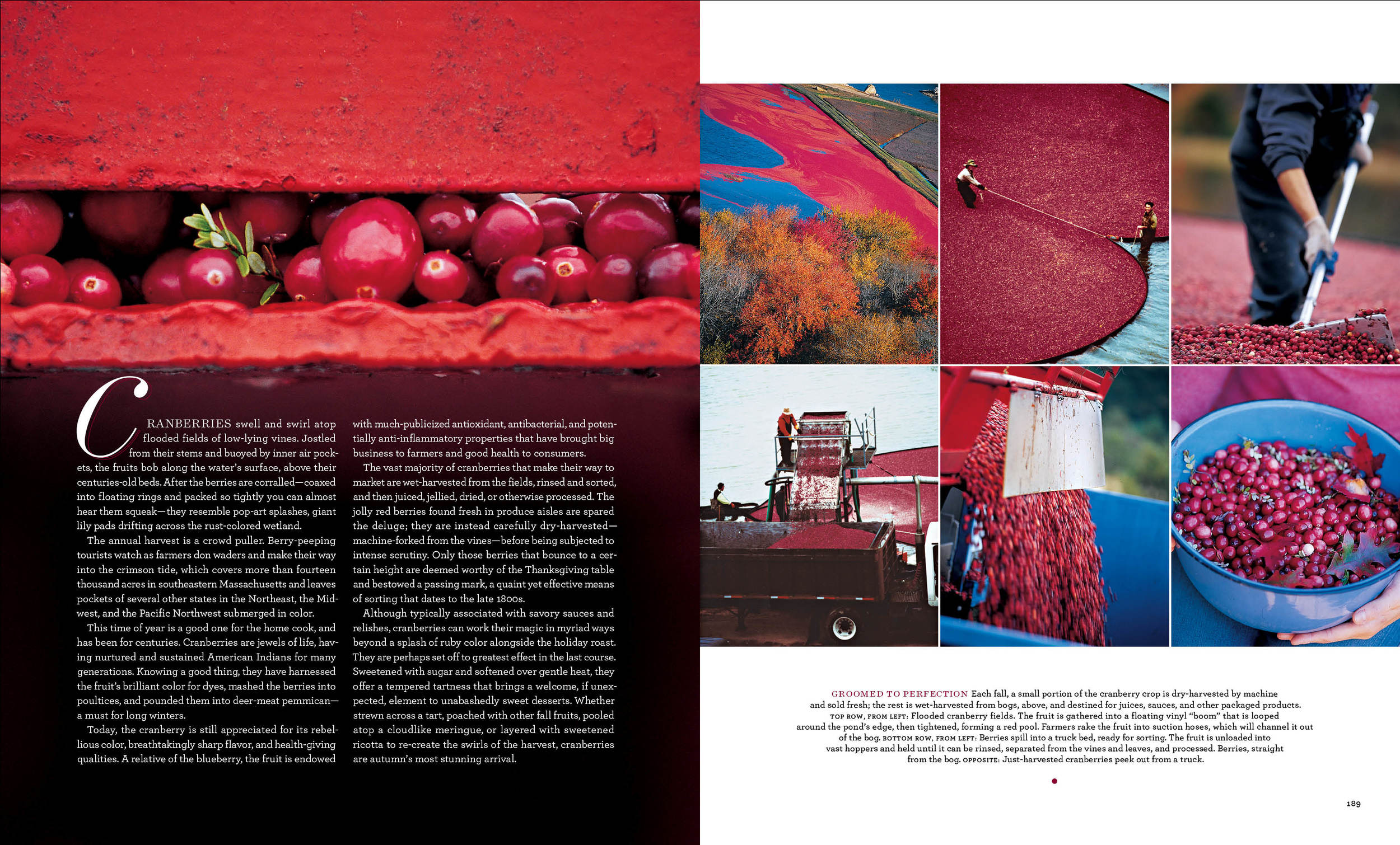 Cranberries2 copy.jpg