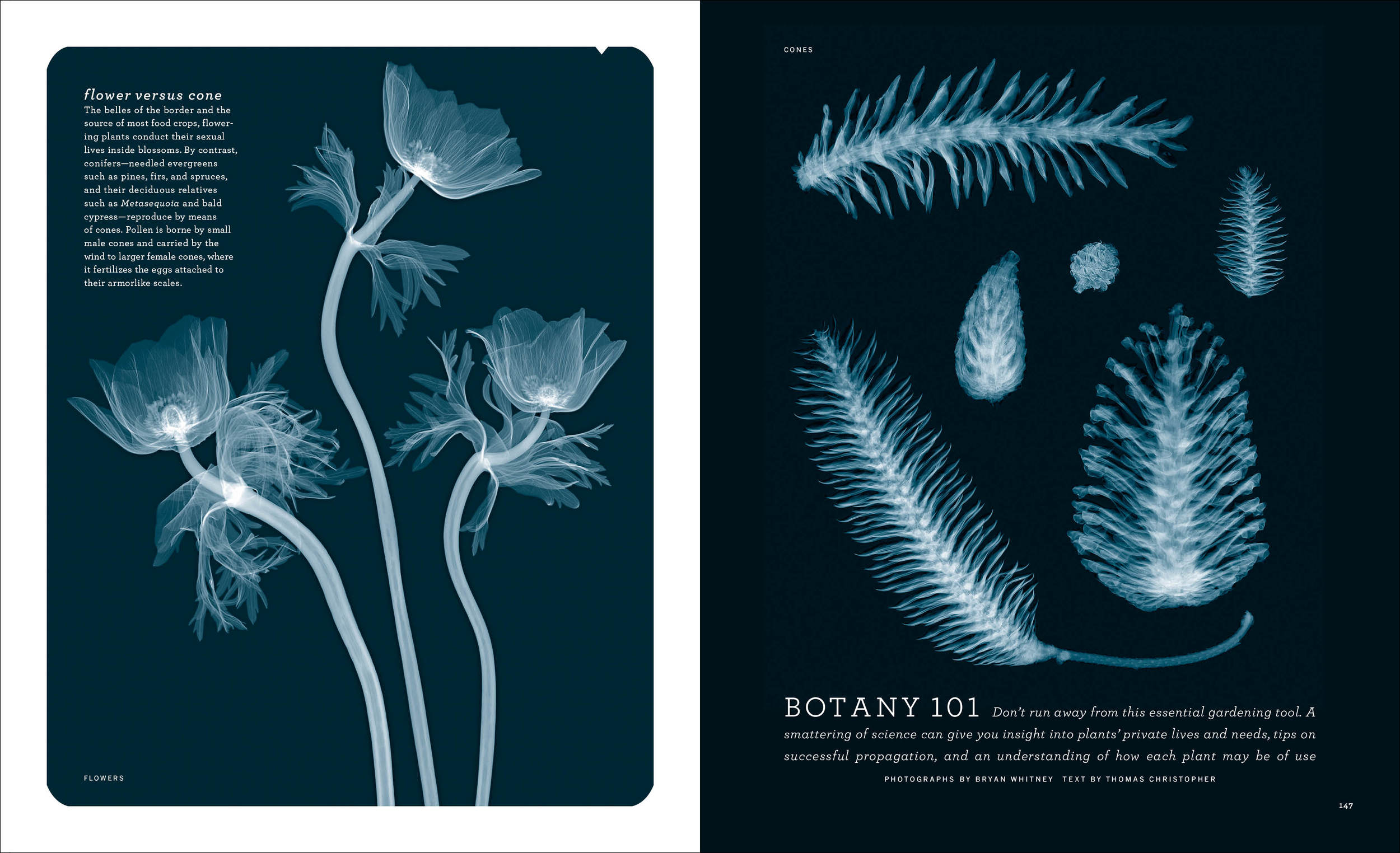 2003_03_Botany101 copy.jpg