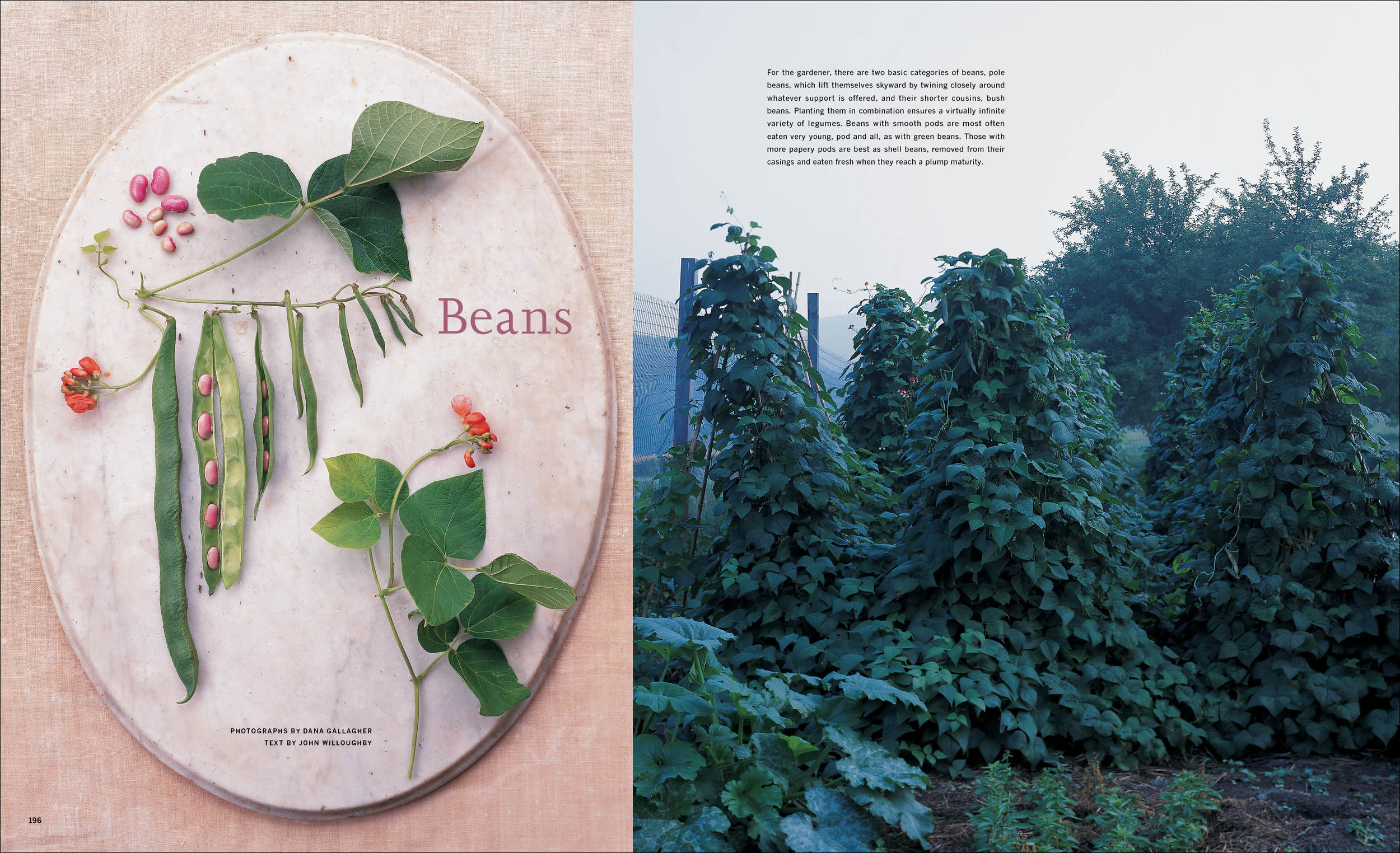 2000_06_Beans copy.jpg