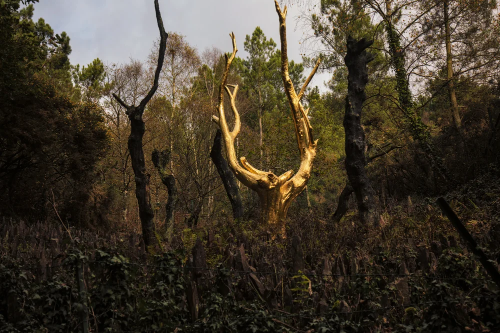 The Brocéliande Forest - FRANCE