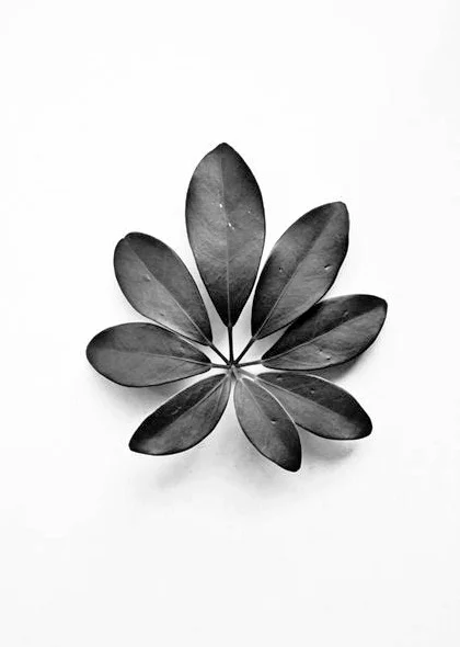 blatt.jpg