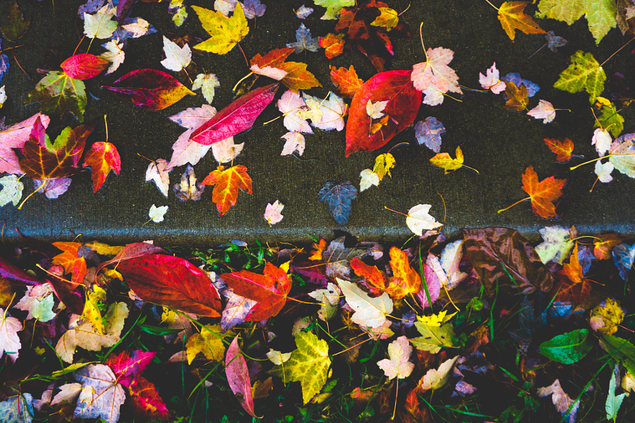 Fall Leaves