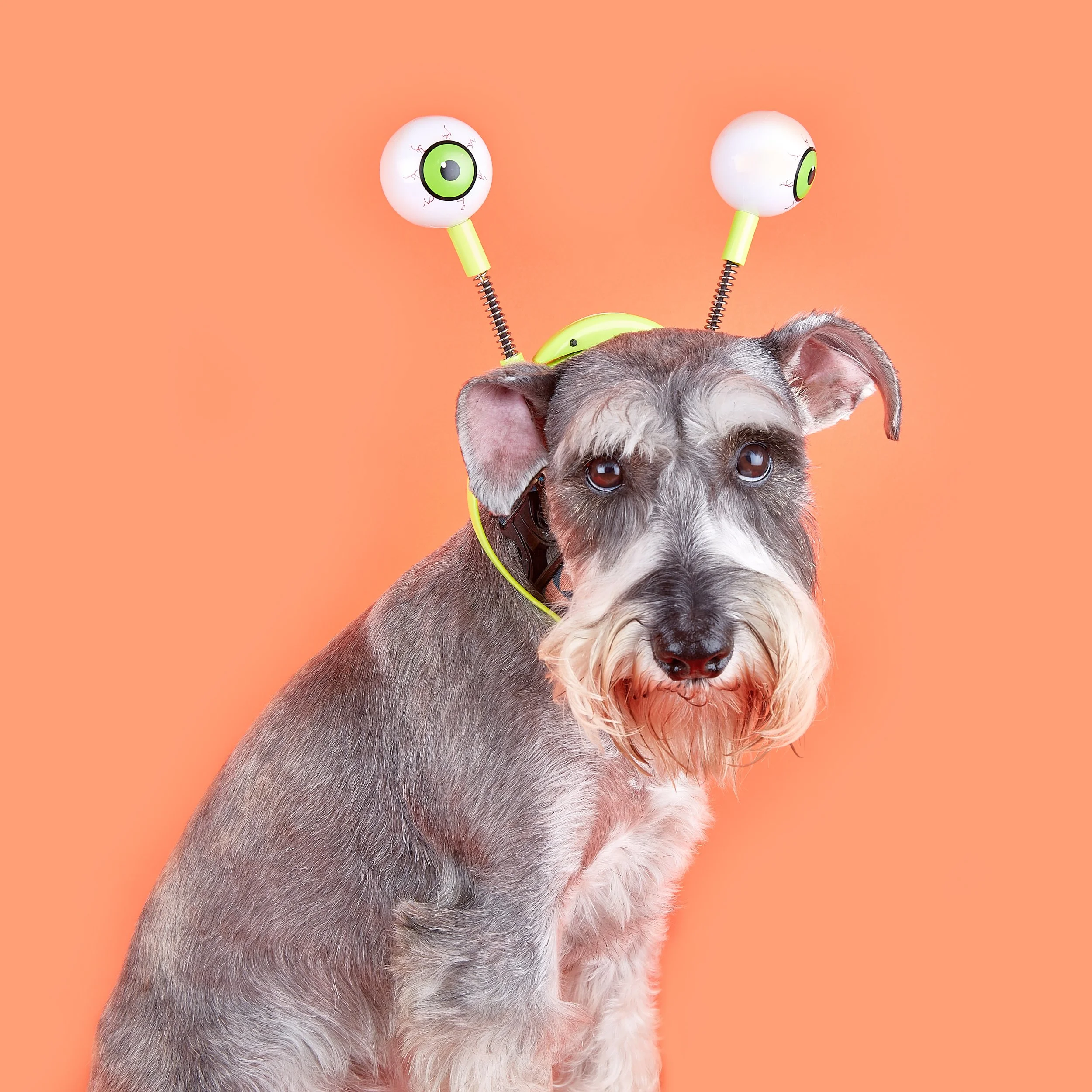 Alfie Halloween .jpg