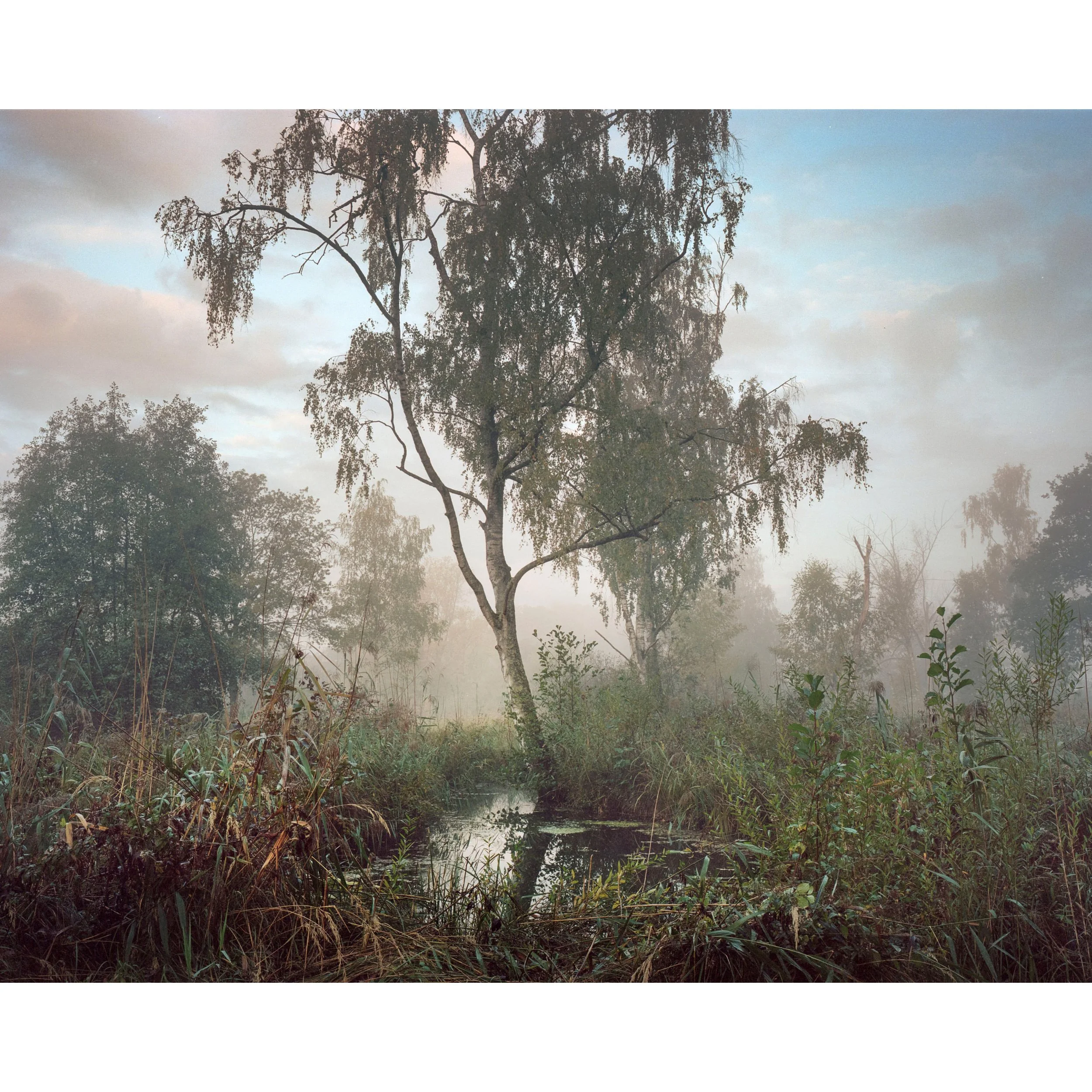 Print_WETLAND_02_MZedler.jpg